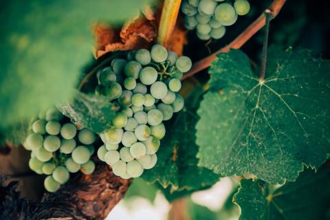 Übersetzungen für die Weinbranche / Önologie